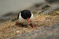 15_DP-2011-023 Bild0028c